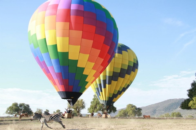  Balloons in the middle of fauna 